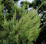 Juniperus excelsa. Ветвь. Крым, окр. г. Севастополь, мыс Фиолент, горный склон. Сентябрь 2013 г.