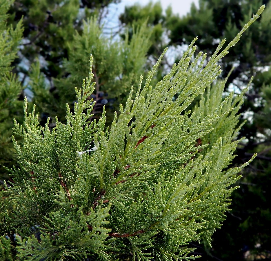 Изображение особи Juniperus excelsa.