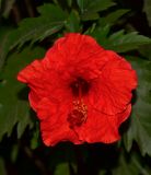 род Hibiscus