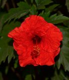 Hibiscus