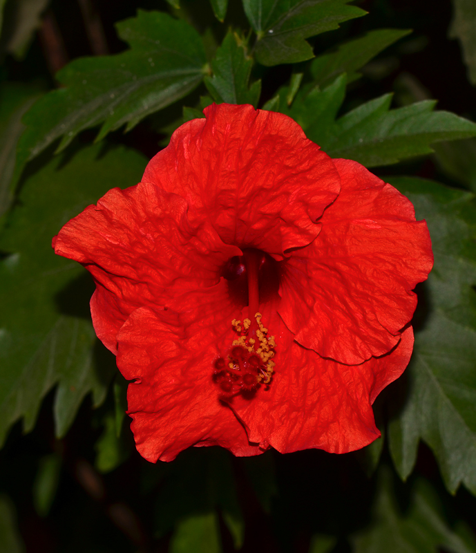 Изображение особи род Hibiscus.