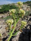 Megacarpaea orbiculata. Соцветие с цветками и завязавшимися плодами. Казахстан, Сырдарьинский Каратау, басс. р. Кантаги. 30.04.2013.