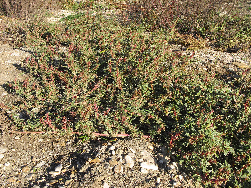 Image of Amaranthus graecizans specimen.