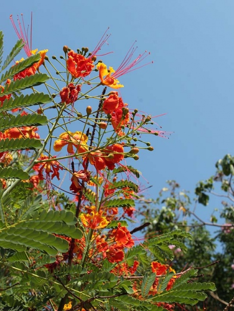 Image of Caesalpinia pulcherrima specimen.