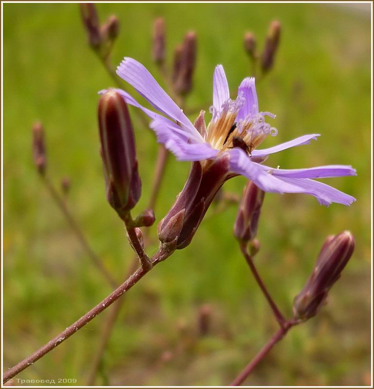 Image of Lactuca tatarica specimen.