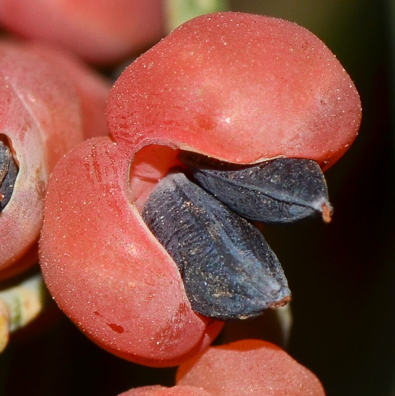 Изображение особи Ephedra aphylla.