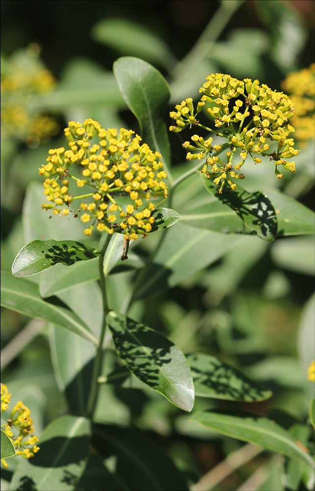 Изображение особи Bupleurum fruticosum.