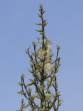 Yucca glauca. Верхняя часть соцветия. Германия, г. Дюссельдорф, Ботанический сад университета. 14.08.2013.