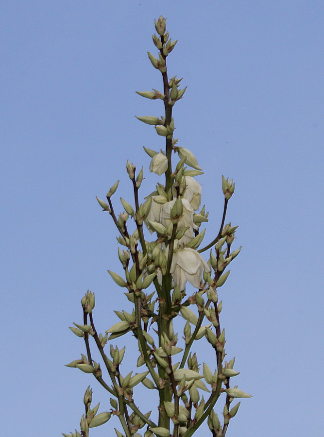 Изображение особи Yucca glauca.