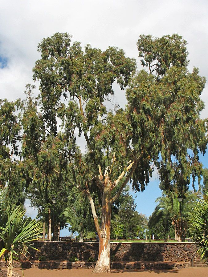 Изображение особи Eucalyptus camaldulensis.