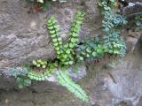Asplenium trichomanes