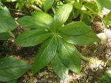 Helleborus caucasicus. Лист. Южный Берег Крыма, Никитский ботанический сад. 21.05.2013.