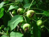Malus baccata