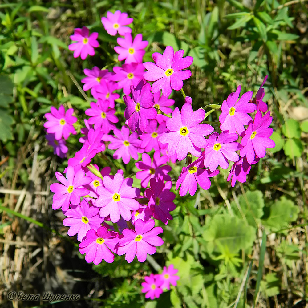 Image of Primula cortusoides specimen.