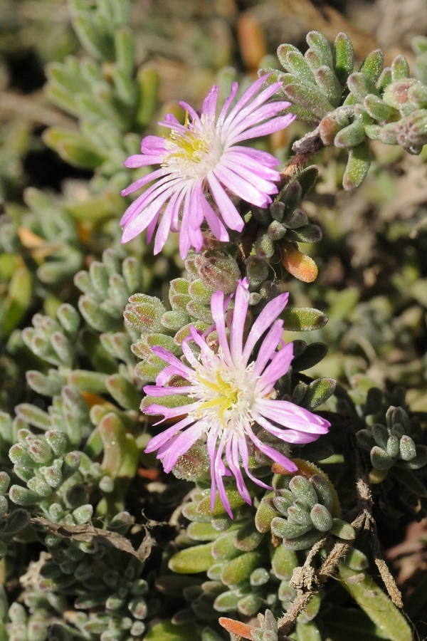 Изображение особи Drosanthemum floribundum.