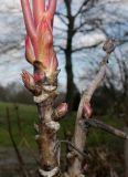 Paeonia suffruticosa. Ветки с распускающимися почками и нижней частью развивающегося побега (Rinpo'). Германия, г. Дюссельдорф, Ботанический сад университета. 02.03.2014.