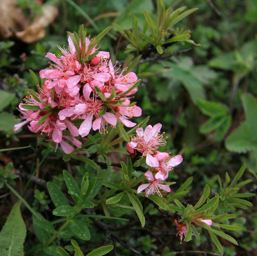 Изображение особи Amygdalus nana.