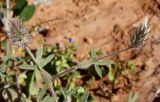 Trifolium palaestinum. Верхушка цветущего и плодоносящего растения. Израиль, Большой Тель-Авив, г. Рамат-Авив, пустырь на песках за аэродромом. 27.03.2014.