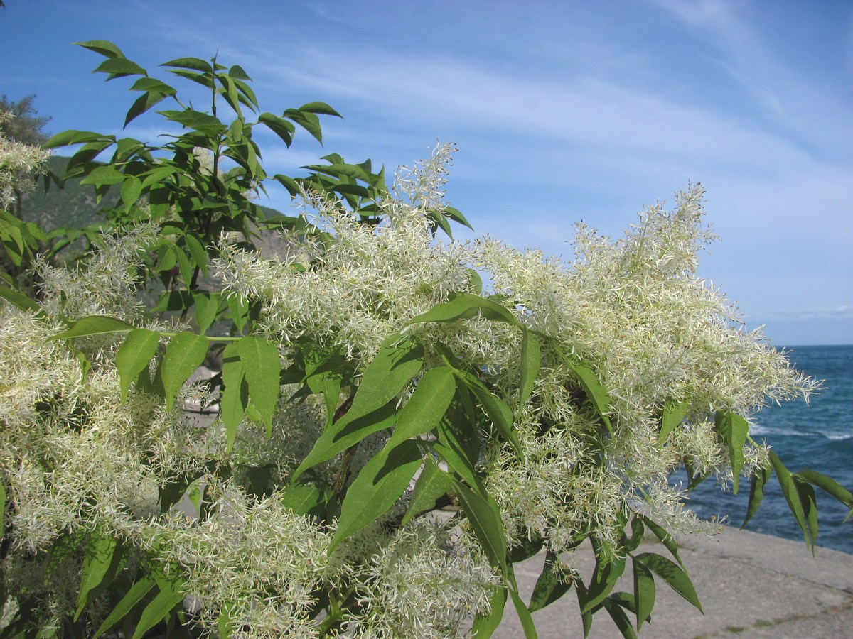 Изображение особи Fraxinus ornus.