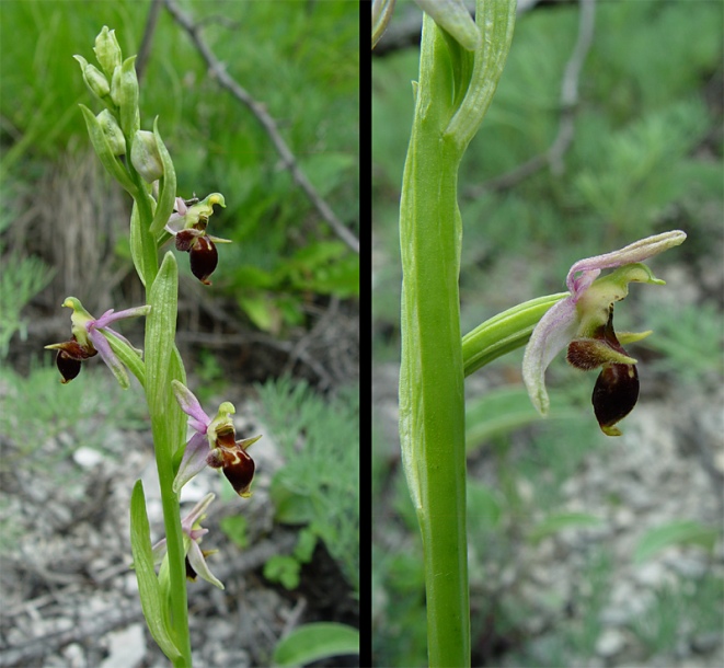 Image of Ophrys oestrifera specimen.