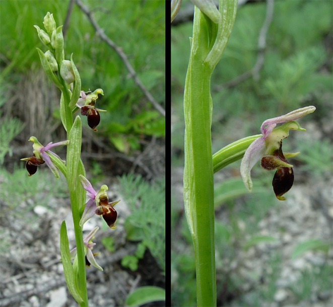 Изображение особи Ophrys oestrifera.