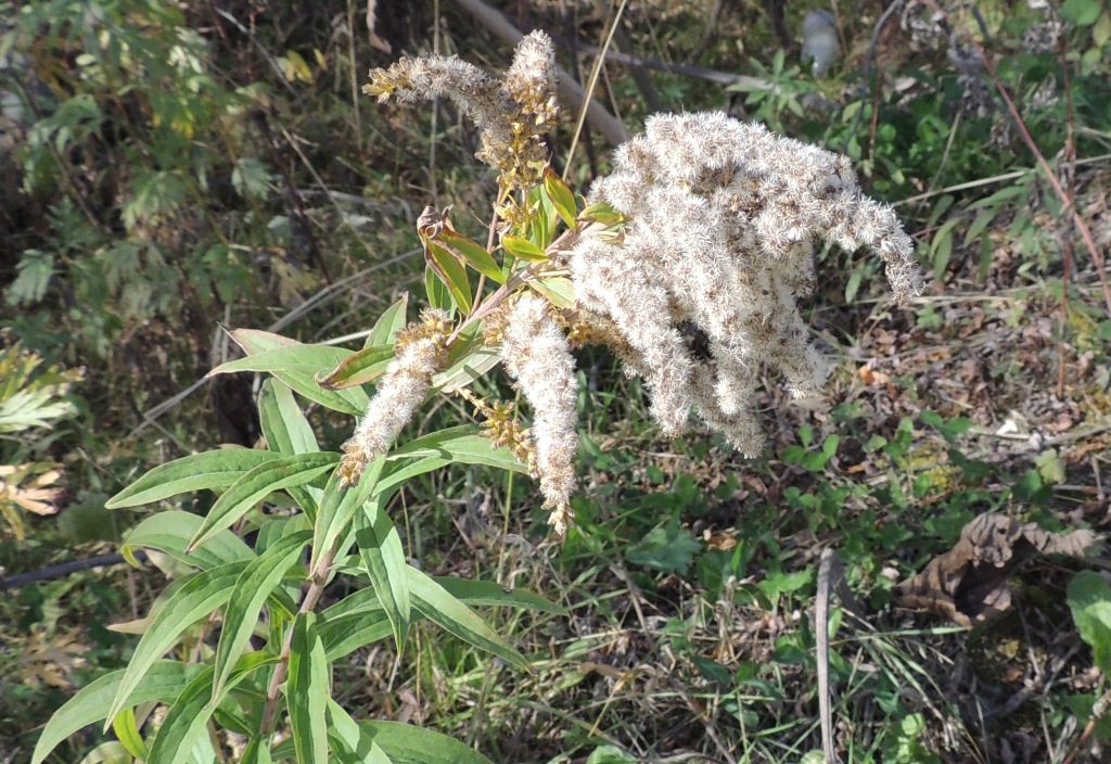 Image of Solidago canadensis specimen.