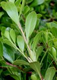класс Magnoliopsida. Побег (у листьев видны их нижние стороны). Германия, г. Дюссельдорф, Ботанический сад университета. 28.04.2014.