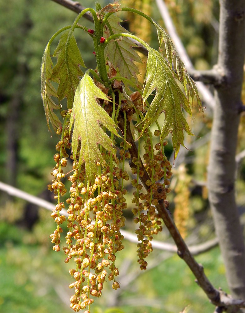 Изображение особи Quercus rubra.