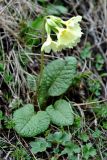 Primula cordifolia