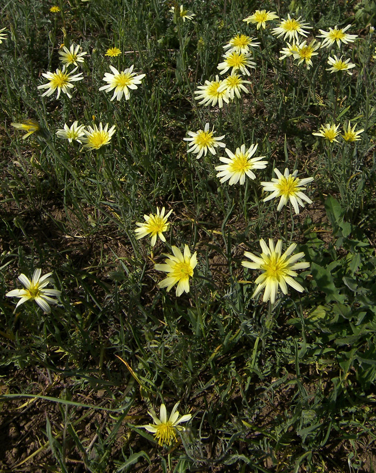 Image of Scorzonera kirpicznikovii specimen.