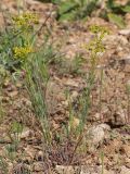 Euphorbia seguieriana. Цветущее и плодоносящее растение. Ростовская обл., Неклиновский р-н, Андреево-Мелентьевское с/п, дол. р. Миус. 30.05.2014.