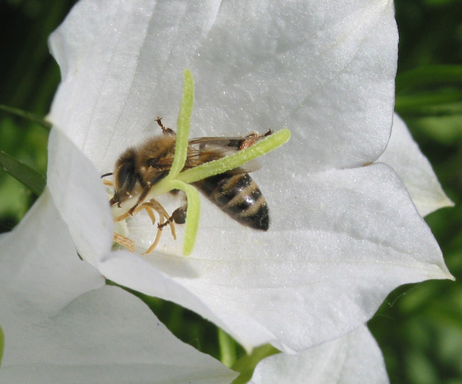 Изображение особи Campanula carpatica.