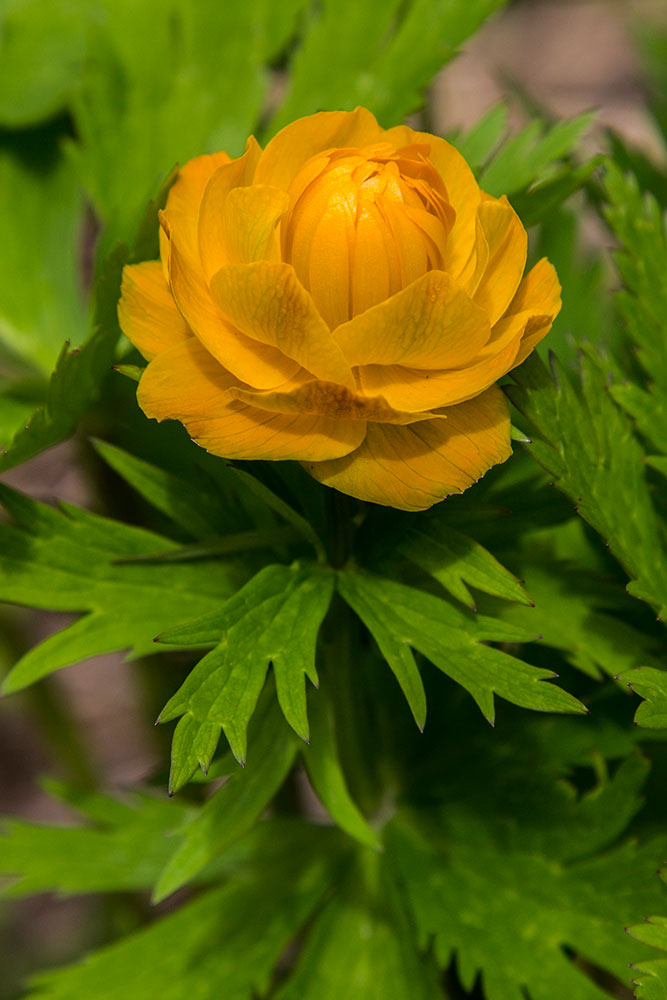 Image of Trollius asiaticus specimen.