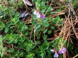 Teucrium chamaedrys