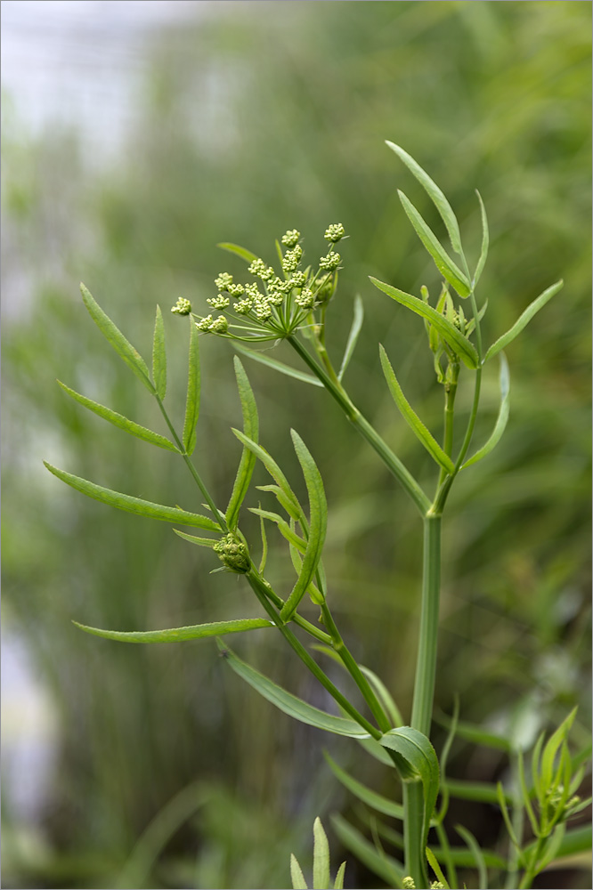 Изображение особи Sium latifolium.