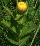 Inula grandiflora. Верхушка побега с раскрывающимся соцветием. Адыгея, Кавказский биосферный заповедник, долина реки Киша, субальпика, 1890 м н.у.м. 04.07.2014.