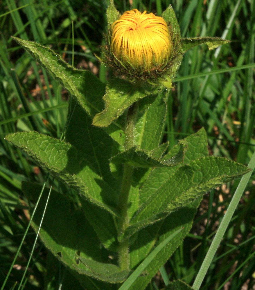 Изображение особи Inula grandiflora.