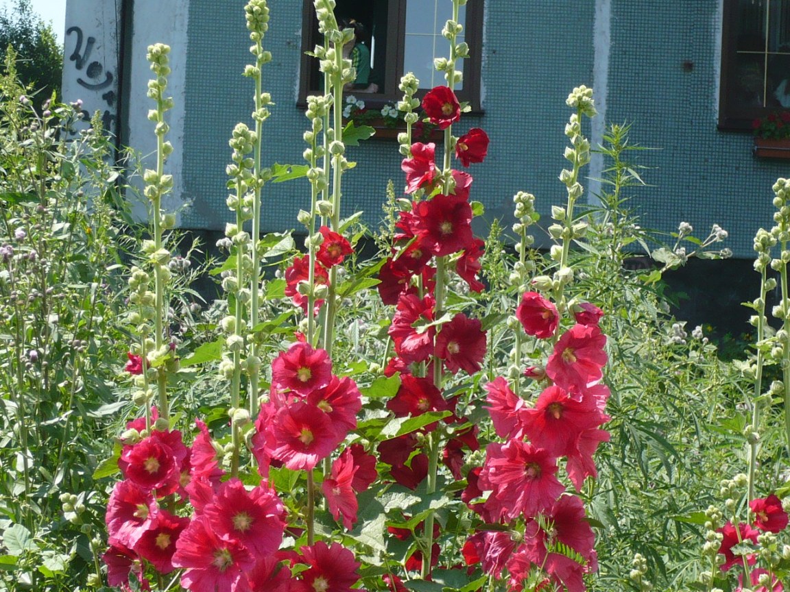 Image of Alcea rosea specimen.