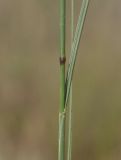 Elytrigia juncea