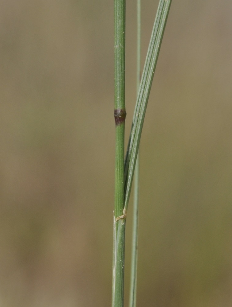 Изображение особи Elytrigia juncea.