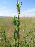 Ulmus pumila