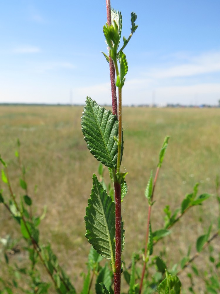 Изображение особи Ulmus pumila.