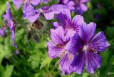 Geranium &times; magnificum