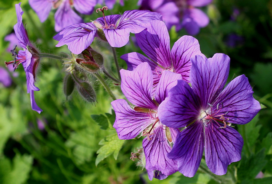 Изображение особи Geranium &times; magnificum.