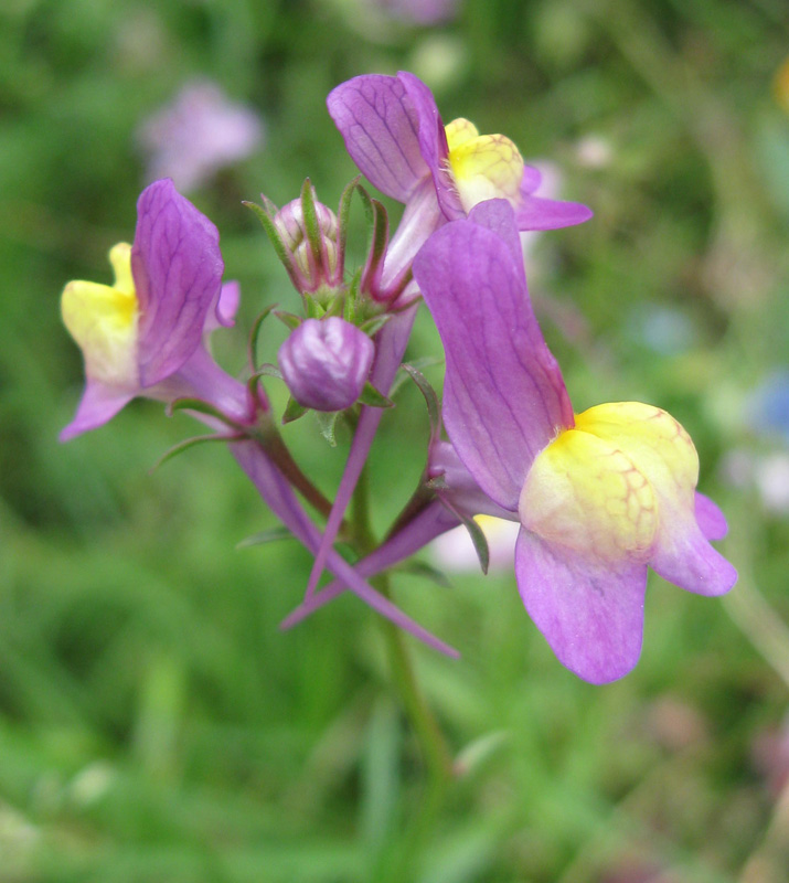 Image of Linaria incarnata specimen.