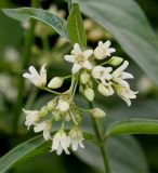 genus Vincetoxicum. Верхушка побега с соцветиями. Германия, г. Дюссельдорф, Ботанический сад университета. 03.06.2014.