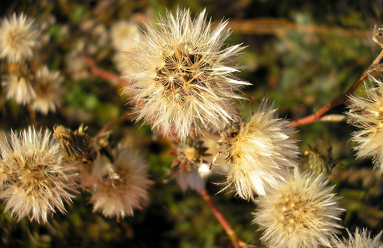 Изображение особи Picris hieracioides.