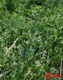 Cirsium incanum