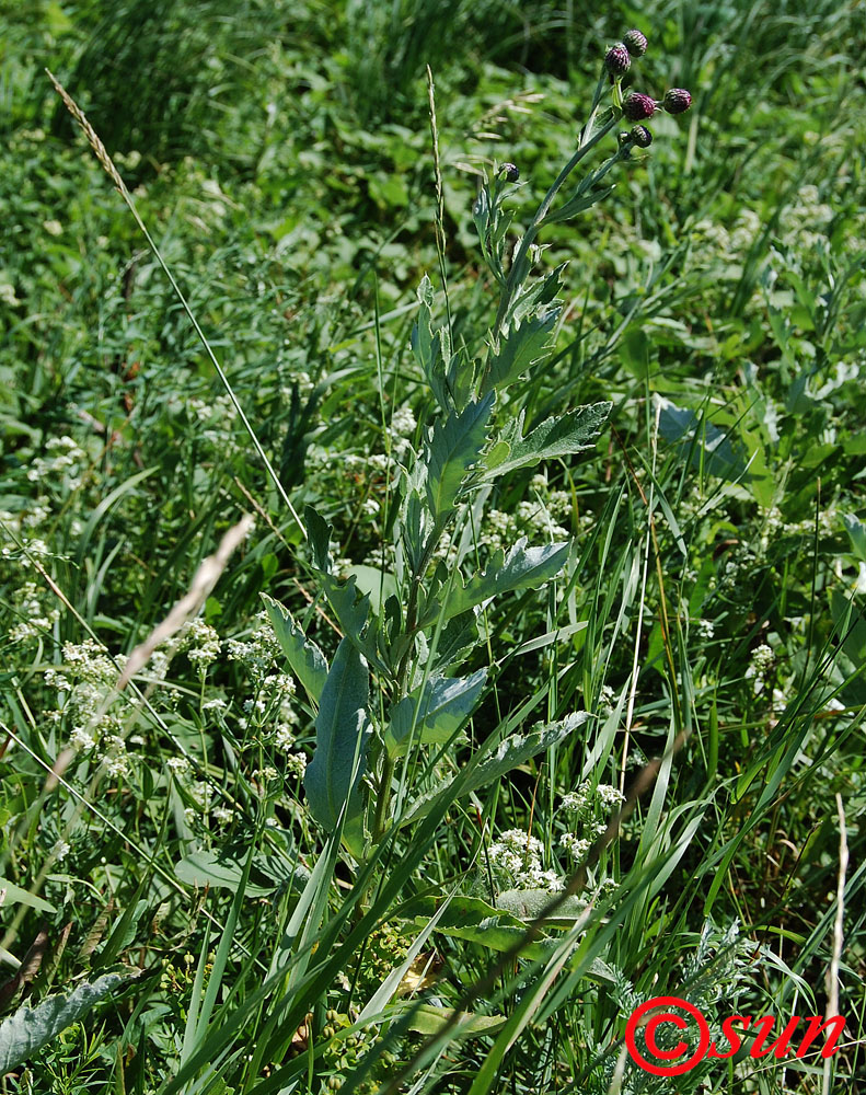 Изображение особи Cirsium incanum.