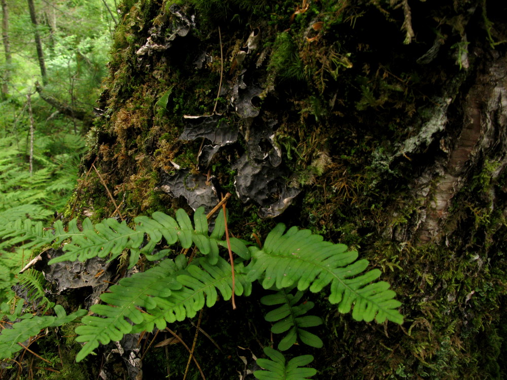 Image of Polypodium sibiricum specimen.